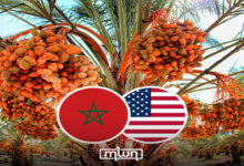 السفير الأطول خدمة: كيف ربطت إحدى عشرة فسيلة من تمر المجهول المغربي بين صحراءين وأمتين؟
