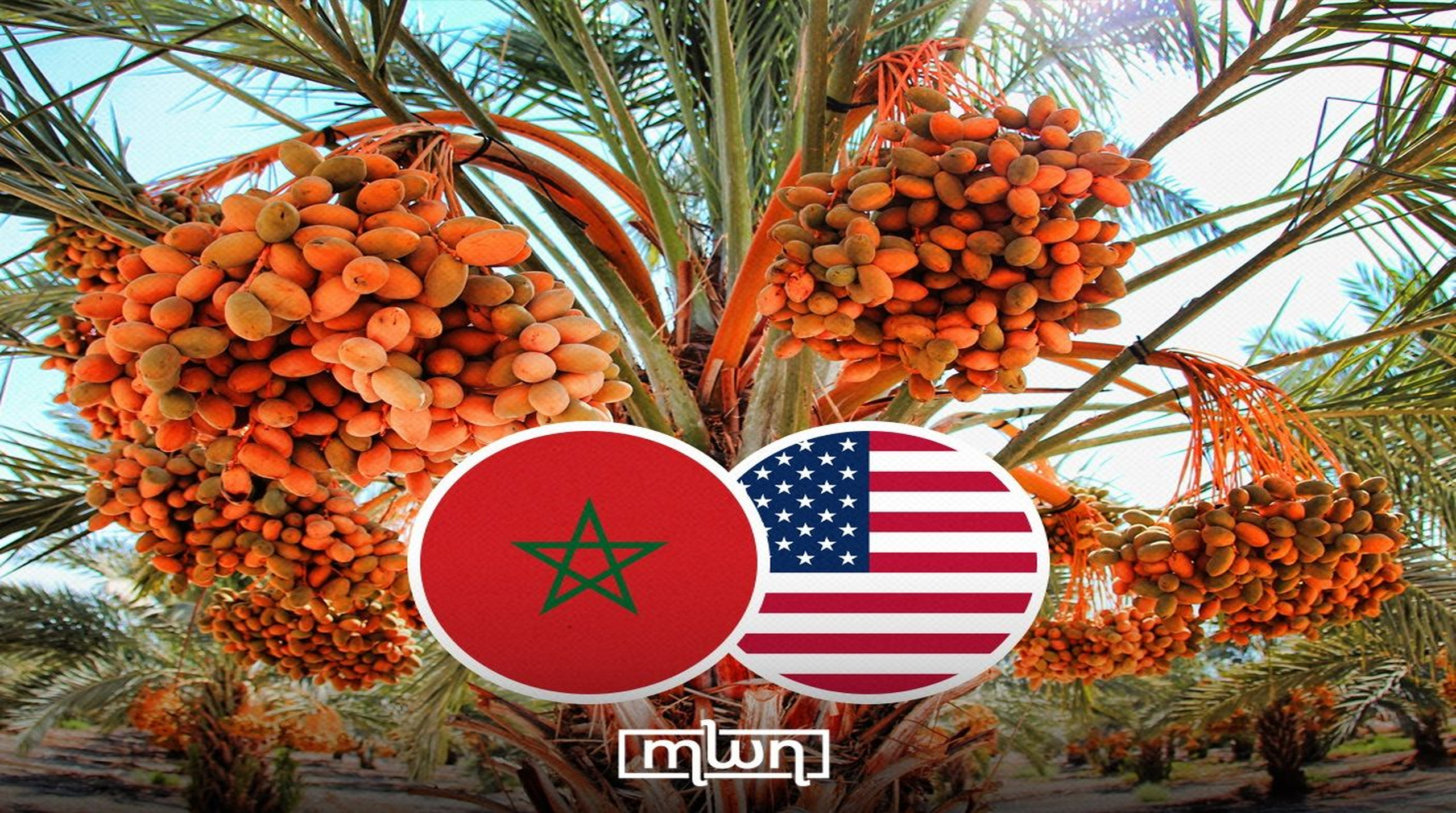 السفير الأطول خدمة: كيف ربطت إحدى عشرة فسيلة من تمر المجهول المغربي بين صحراءين وأمتين؟